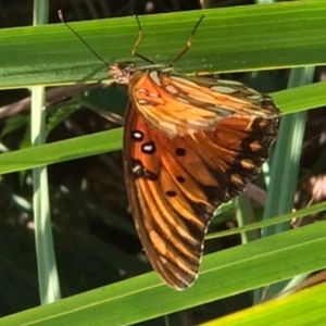 Meet your Posher, Chip1443